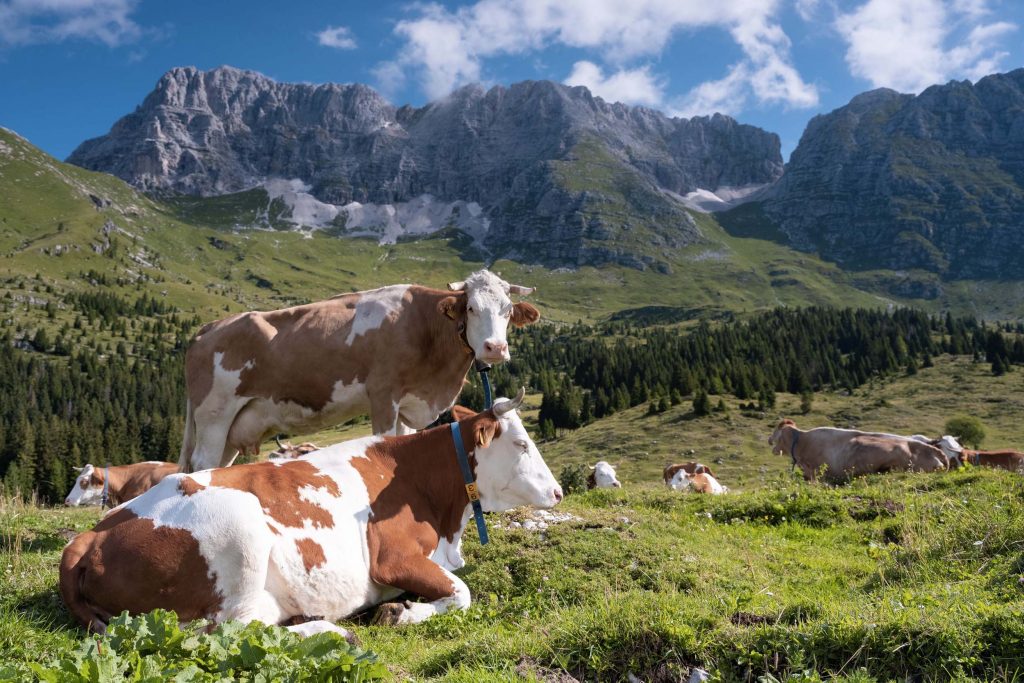 Cows in Malga Montasio