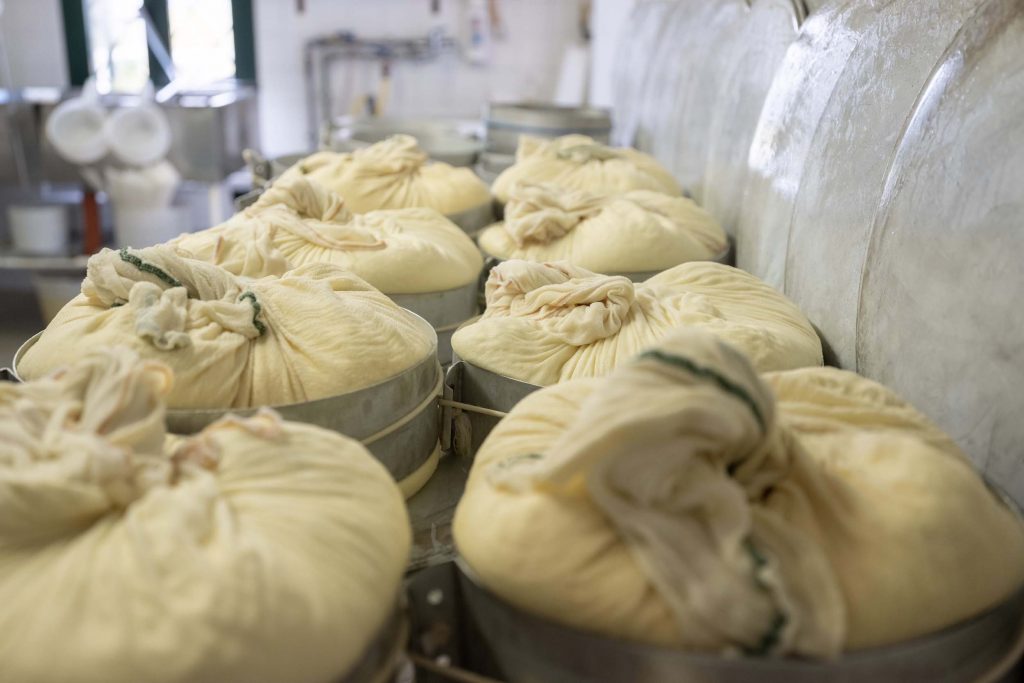 The processing of Montasio cheese